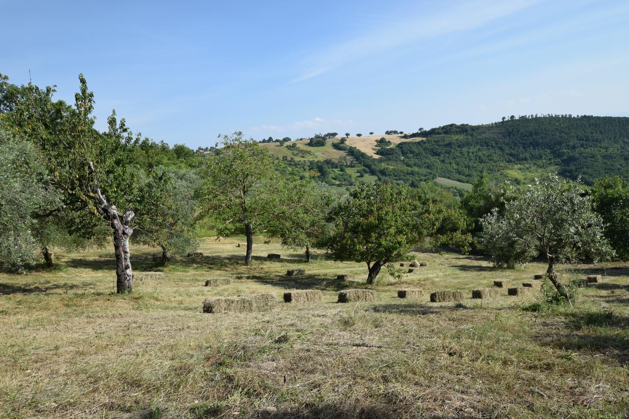 Agriturismo Terra Selvatica Valfabbrica Luaran gambar